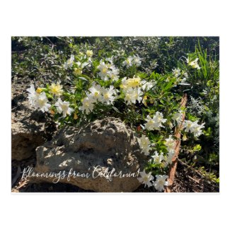 Bloomings from California: Mimulus 'Snow Angel' Postcard
