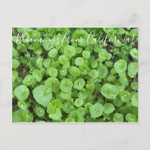 Bloomings from California Miners Lettuce Postcard