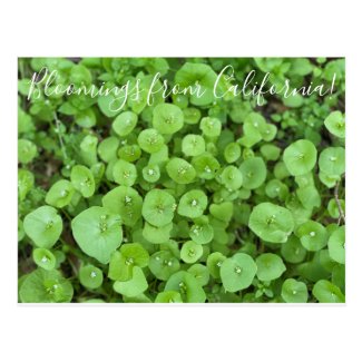 Bloomings from California: Miner's Lettuce Postcard