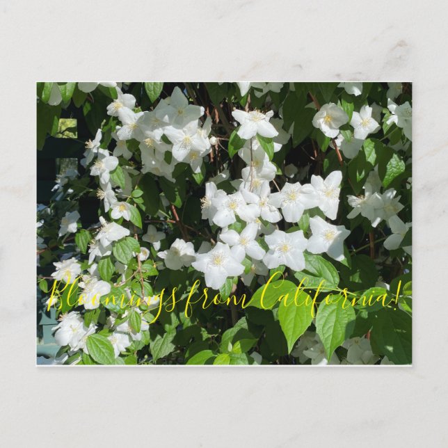 Bloomings from California!: Mock Orange Postcard (Front)