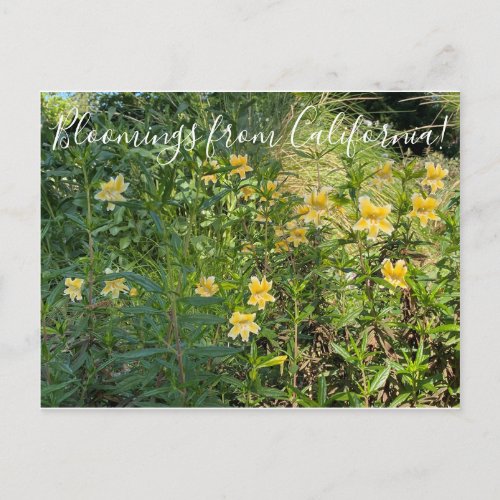 Bloomings from California Monkey Flower Postcard