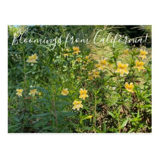 Bloomings from California: Monkey Flower Postcard