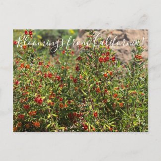 Bloomings from California: Monkey Flowers Postcard