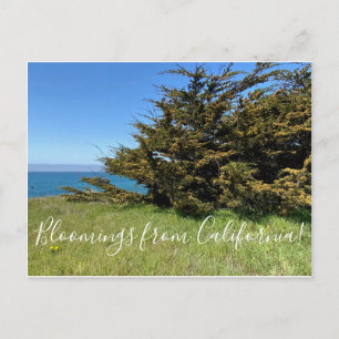 Bloomings from California: Monterey Cypress Postcard