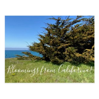 Bloomings from California: Monterey Cypress Postcard