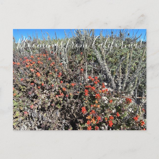 Bloomings from California: Monterey Paintbrush Pos Postcard (Front)
