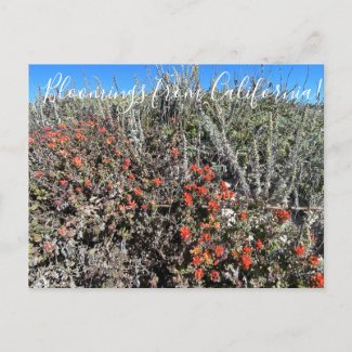 Bloomings from California: Monterey Paintbrush Postcard