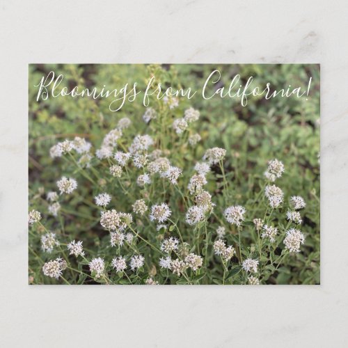 Bloomings from California Mountain Coyote Mint Postcard