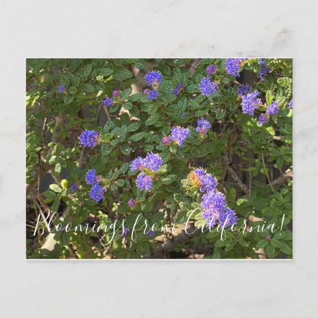Bloomings from California: Mountain Lilac Postcard (Front)