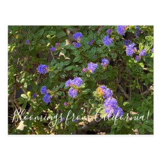 Bloomings from California: Mountain Lilac Postcard