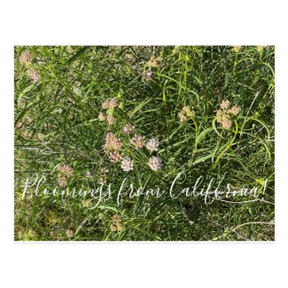 Bloomings from California: Narrow Leaf Milkweed Po Postcard