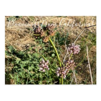 Bloomings from California: Narrow Leaf Milkweed Postcard