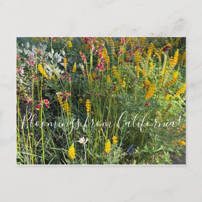 Bloomings from California: Native Meadow Postcard (Front)