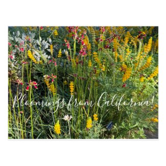 Bloomings from California: Native Meadow Postcard