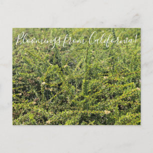 Bloomings from California: Nicolas Chamise Postcar Postcard