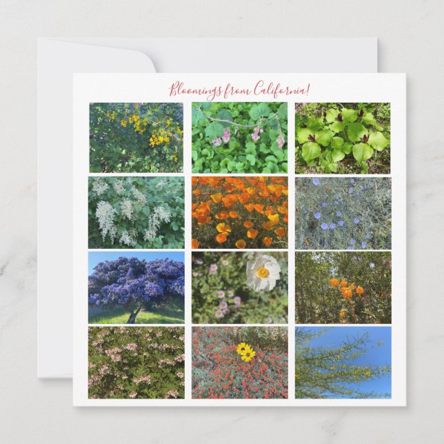 Bloomings from California! Note Card (Front)