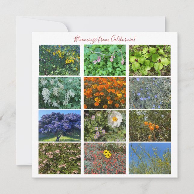 Bloomings from California! Note Card (Front)