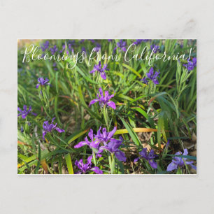 Bloomings from California: Pacific Coast Iris Postcard