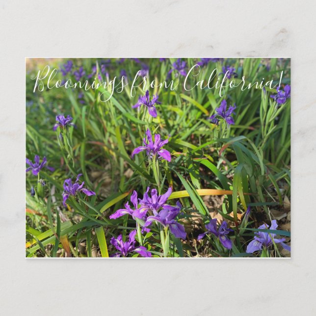 Bloomings from California: Pacific Coast Iris Postcard (Front)