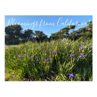 Bloomings from California: Pacific Coast Irises Po Postcard