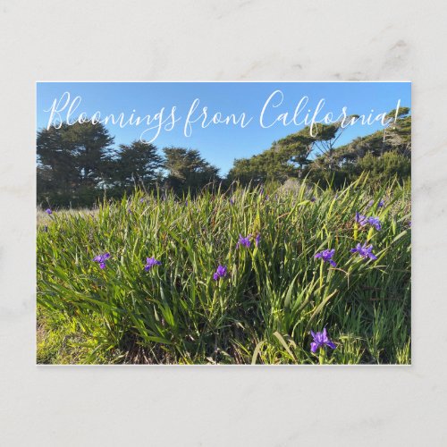 Bloomings from California Pacific Coast Irises Postcard