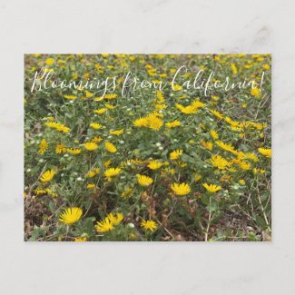 Bloomings from California: Pacific Gumweed Postcard