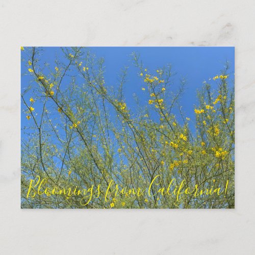Bloomings from California Palo Verde Postcard