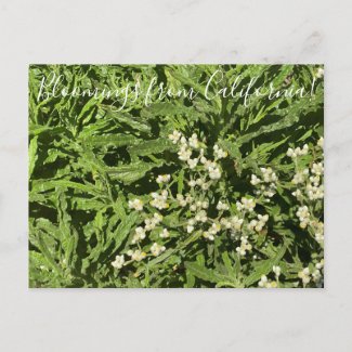Bloomings from California: Pearly Everlasting Postcard