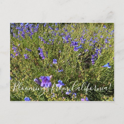 Bloomings from California Penstemon Margarita BOP Postcard