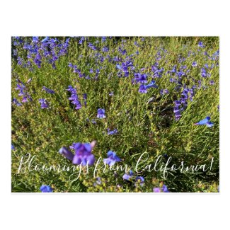 Bloomings from California: Penstemon Margarita BOP Postcard