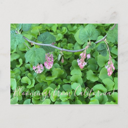 Bloomings from California Pink Currant Postcard