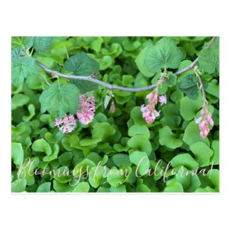 Bloomings from California: Pink Currant Postcard