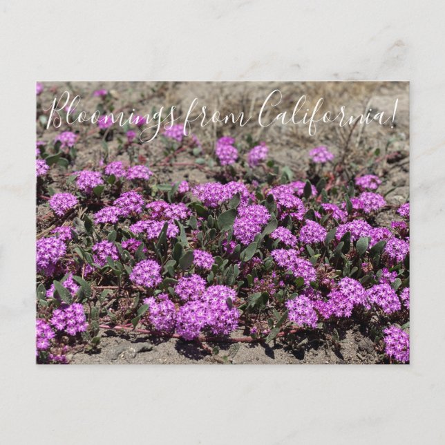 Bloomings from California: Pink Sand Verbena Postcard (Front)