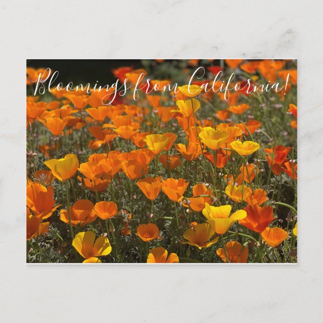 Bloomings from California: Poppies Postcard (Front)