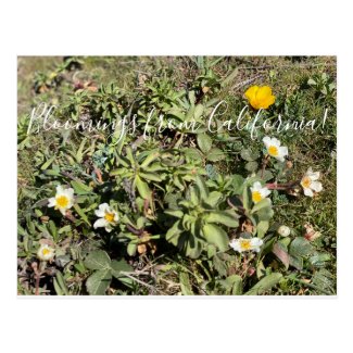 Bloomings from California! Postcard