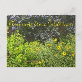 Bloomings from California Postcard