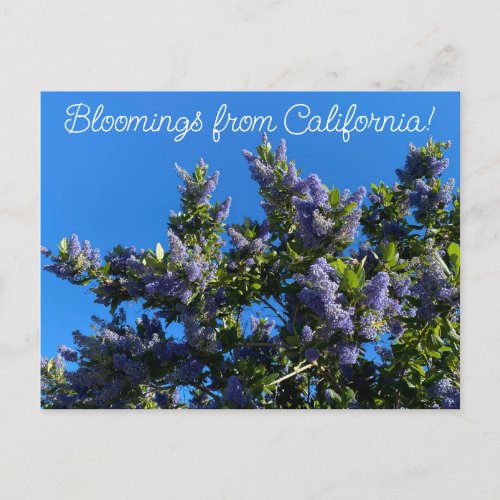 Bloomings from California Ray Hartman Ceanothus Postcard