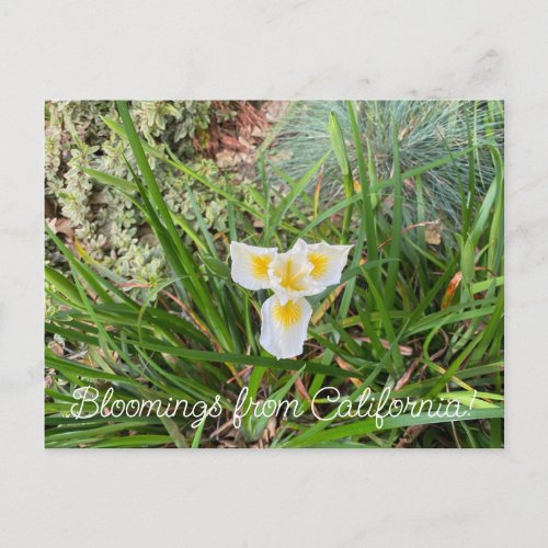 Bloomings from California Ray Hartman Ceanothus Postcard