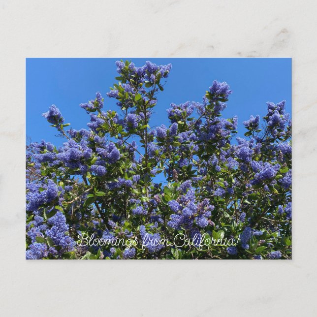 Bloomings from California: Ray Hartman Ceanothus Postcard (Front)