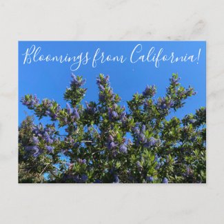 Bloomings from California: Ray Hartman Ceanothus Postcard