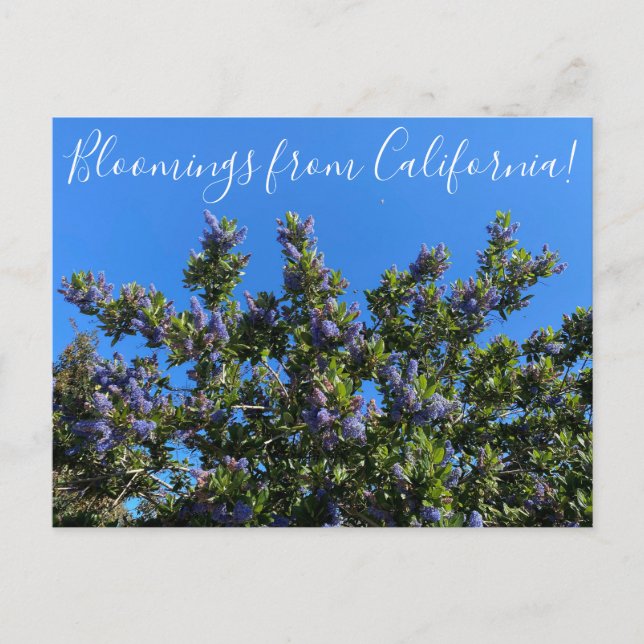Bloomings from California: Ray Hartman Ceanothus Postcard (Front)