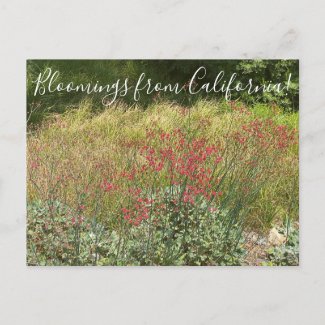 Bloomings from California: Red Buckwheat Postcard