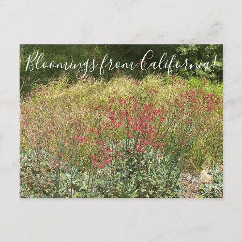 Bloomings from California Red Buckwheat Postcard