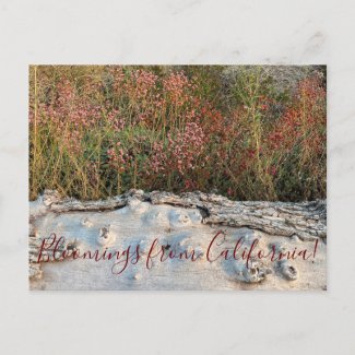 Bloomings from California: Red-flowered Buckwheat Postcard