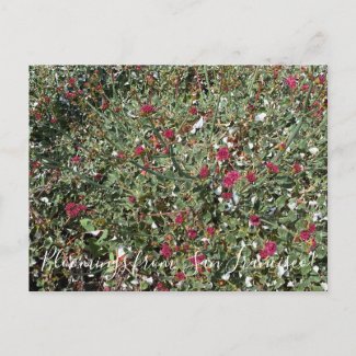 Bloomings from California: Red-flowered Buckwheat Postcard
