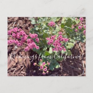 Bloomings from California: Redflower Buckwheat Postcard