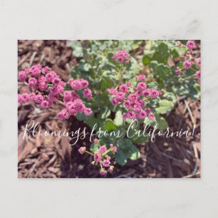 Bloomings from California: Redflower Buckwheat Postcard