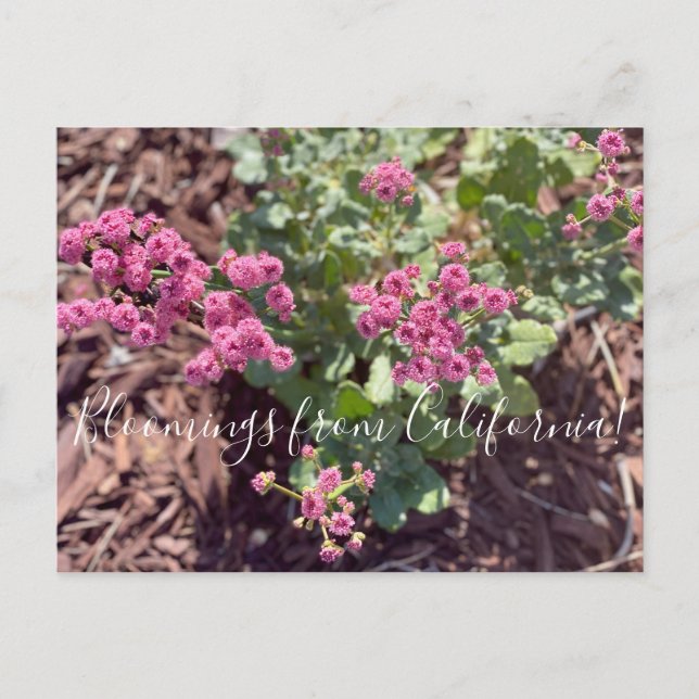 Bloomings from California: Redflower Buckwheat Postcard (Front)
