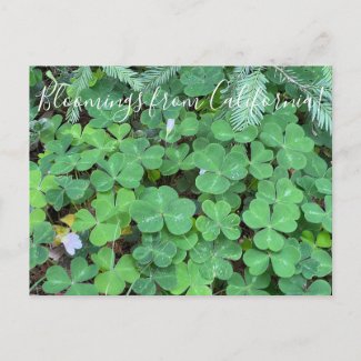 Bloomings from California: Redwood Sorrel Postcard
