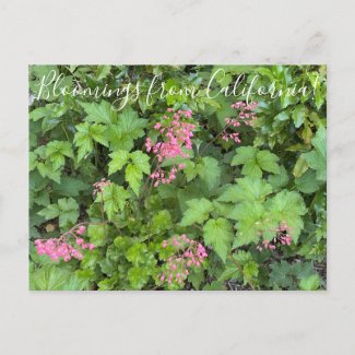 Bloomings from California: Rosada Alumroot Postcard